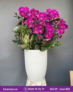 Lan hồ điệp rosa-950