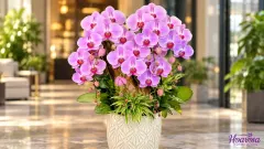 Cách nhân giống lan hồ điệp bằng ngồng hoa và cây con tại nhà