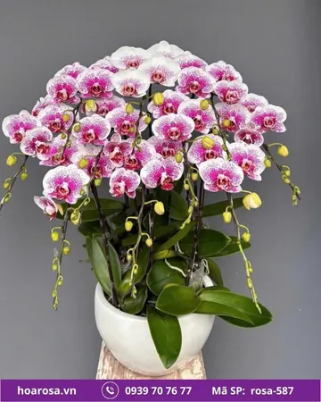Lan hồ điệp rosa-587