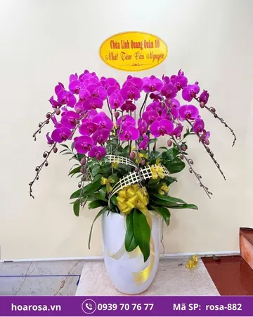 Lan hồ điệp rosa-882
