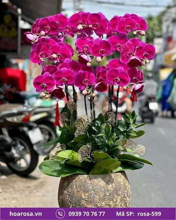 Lan hồ điệp rosa-599