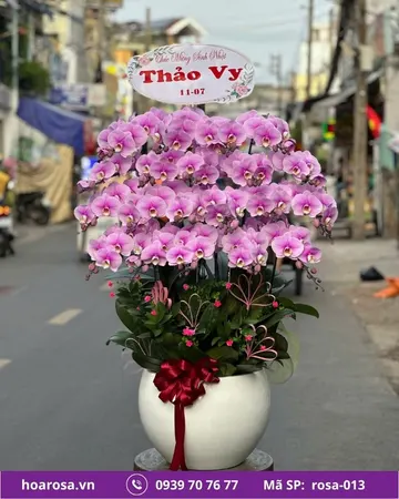 Lan hồ điệp rosa-013