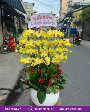 Lan hồ điệp rosa-600