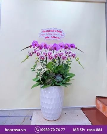 Lan hồ điệp rosa-884