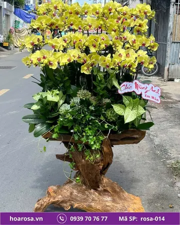 Lan hồ điệp rosa-014