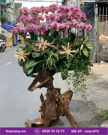 Lan hồ điệp rosa-015