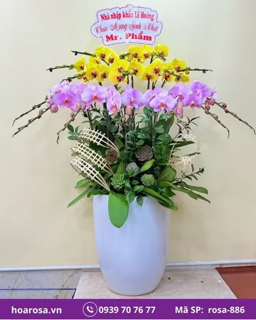 Lan hồ điệp rosa-886