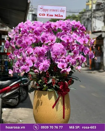Lan hồ điệp rosa-603