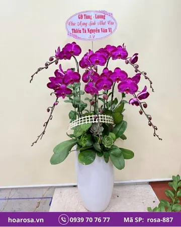 Lan hồ điệp rosa-887