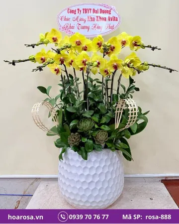 Lan hồ điệp rosa-888