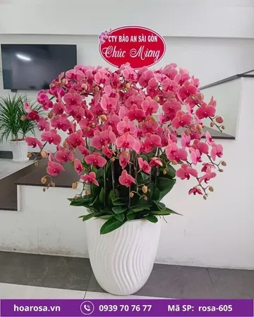 Lan hồ điệp rosa-605