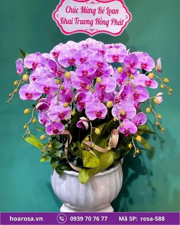 Lan hồ điệp rosa-588