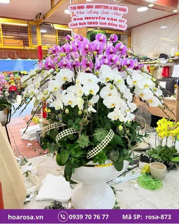 Lan hồ điệp rosa-873