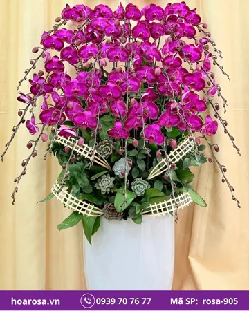 Lan hồ điệp rosa-905