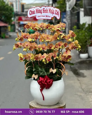Lan hồ điệp rosa-606