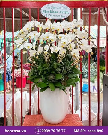 Lan hồ điệp rosa-890