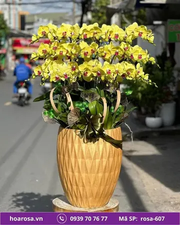 Lan hồ điệp rosa-607