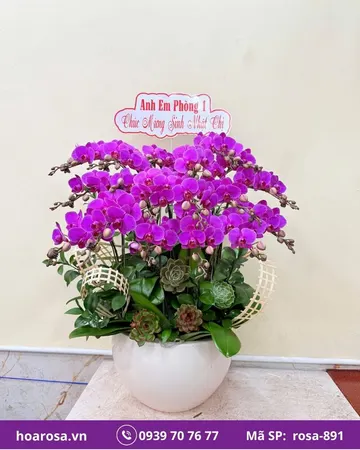 Lan hồ điệp rosa-891