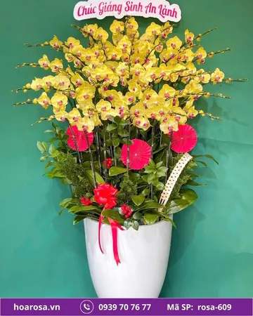 Lan hồ điệp rosa-609