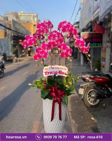 Lan hồ điệp rosa-610