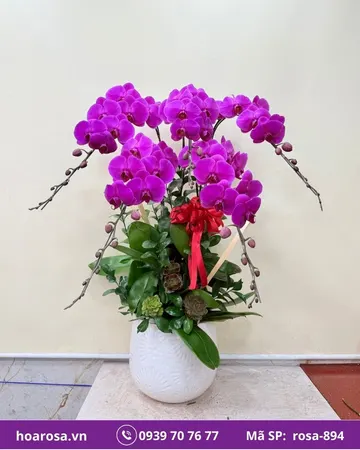 Lan hồ điệp rosa-894