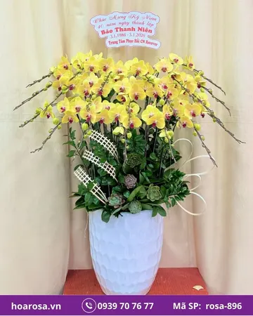 Lan hồ điệp rosa-896