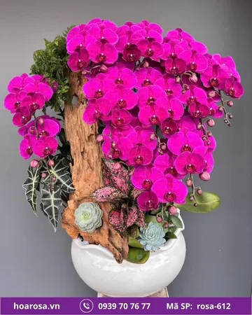 Lan hồ điệp rosa-612