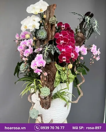Lan hồ điệp rosa-897