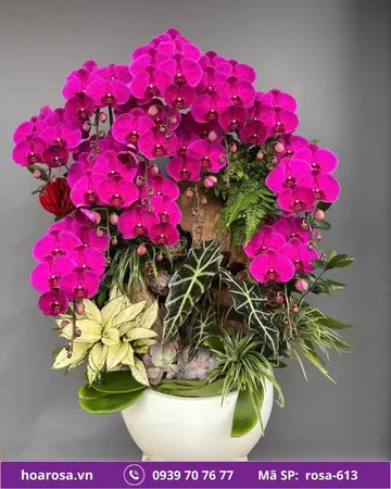 Lan hồ điệp rosa-613
