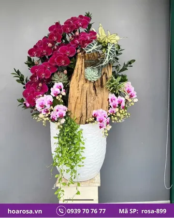 Lan hồ điệp rosa-899
