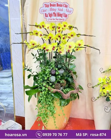 Lan hồ điệp rosa-874