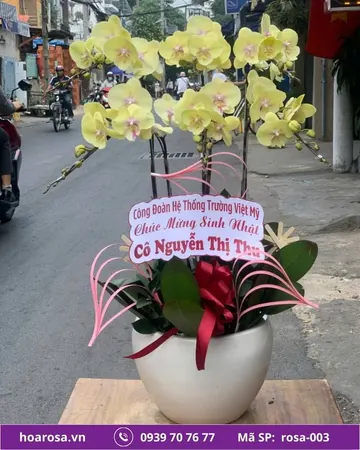 Lan hồ điệp rosa-003