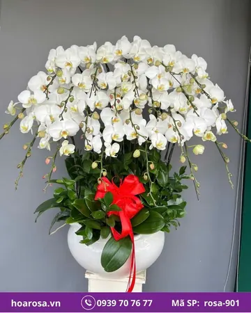 Lan hồ điệp rosa-901