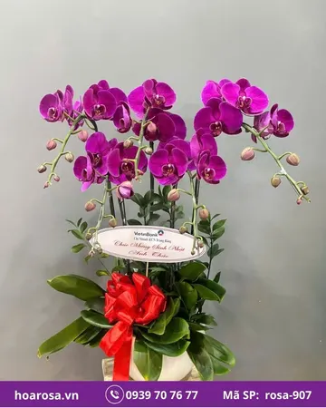 Lan hồ điệp rosa-907