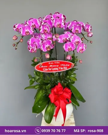 Lan hồ điệp rosa-908