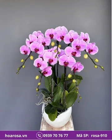 Lan hồ điệp rosa-910