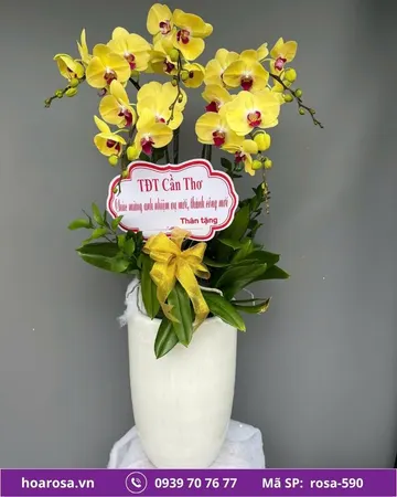 Lan hồ điệp rosa-590