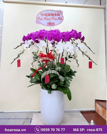 Lan hồ điệp rosa-875