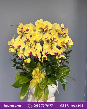 Lan hồ điệp rosa-913