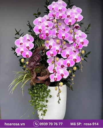 Lan hồ điệp rosa-914