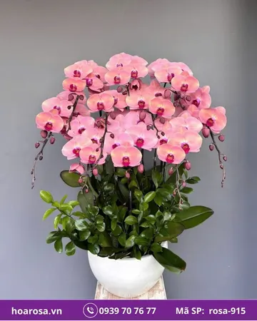 Lan hồ điệp rosa-915