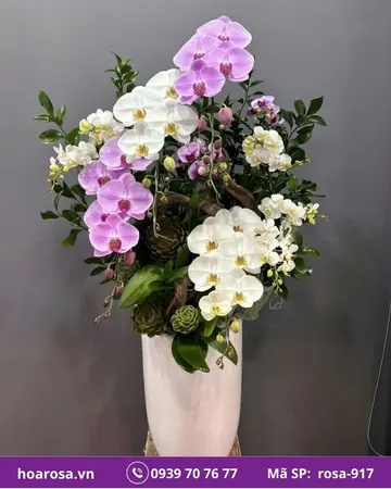 Lan hồ điệp rosa-917