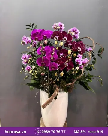 Lan hồ điệp rosa-919