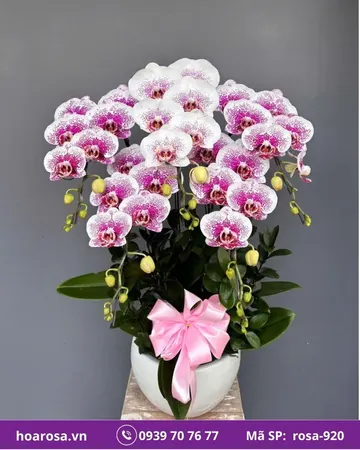 Lan hồ điệp rosa-920
