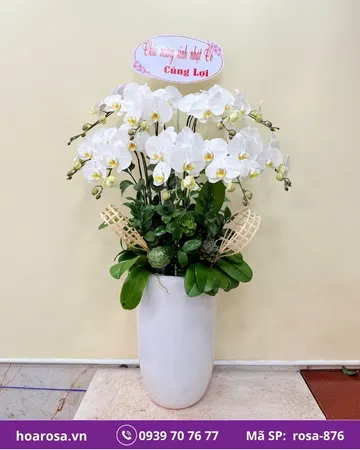 Lan hồ điệp rosa-876