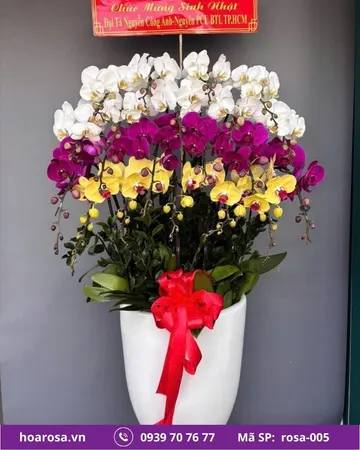 Lan hồ điệp rosa-005