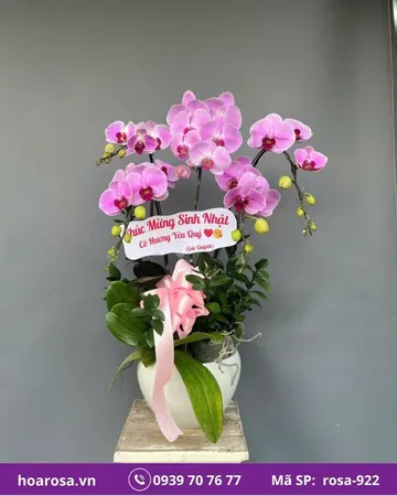 Lan hồ điệp rosa-922