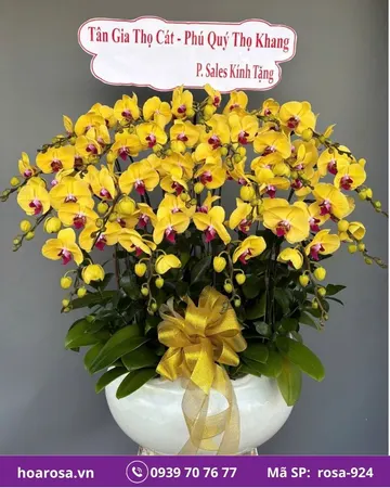 Lan hồ điệp rosa-924