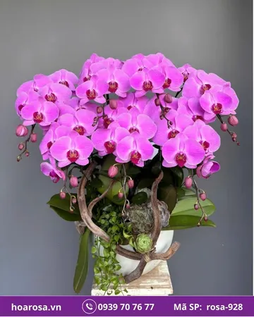 Lan hồ điệp rosa-928