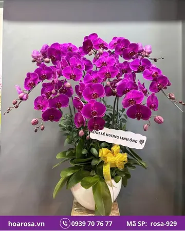 Lan hồ điệp rosa-929